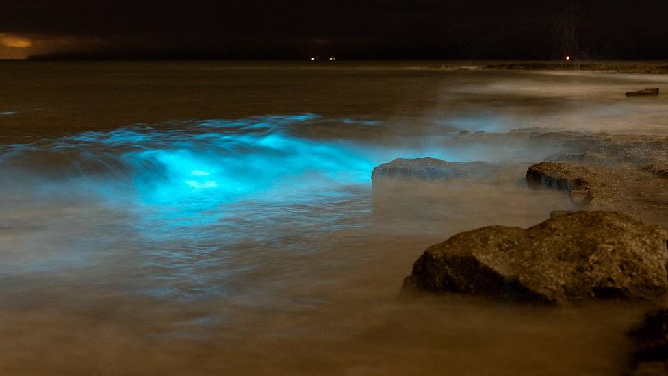 Blue light from plankton lights up near rocks in the sea