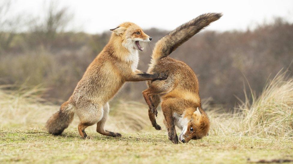 Two fox cubs dancing