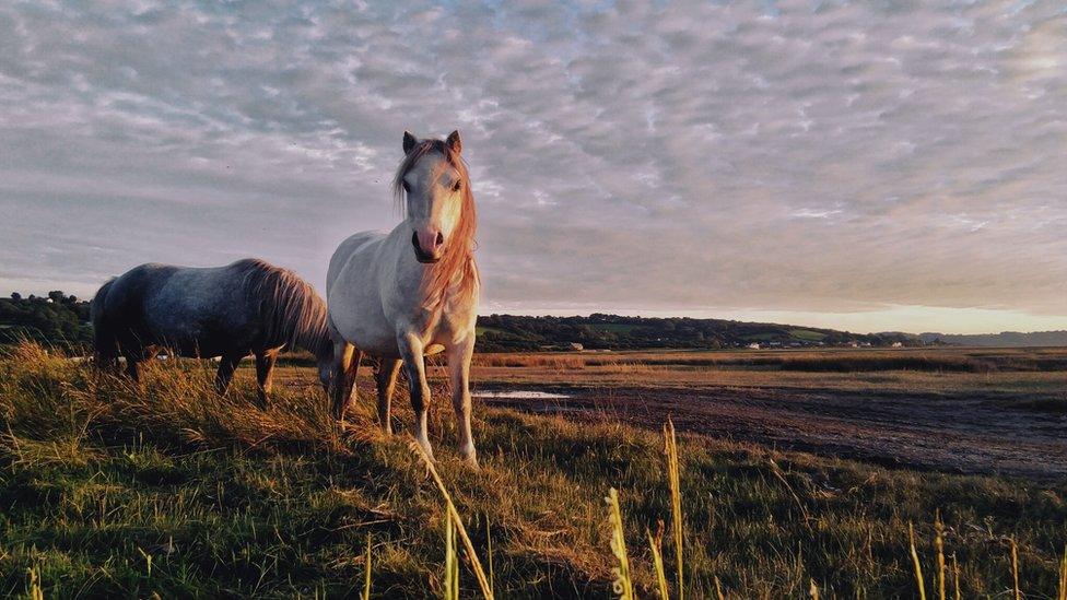 Wild horses on Gower