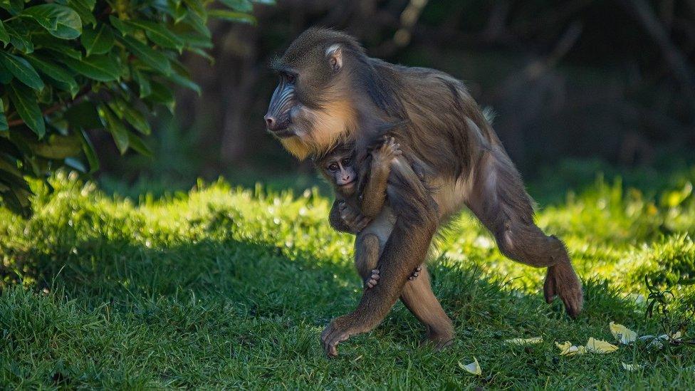 Baby mandrill and mum