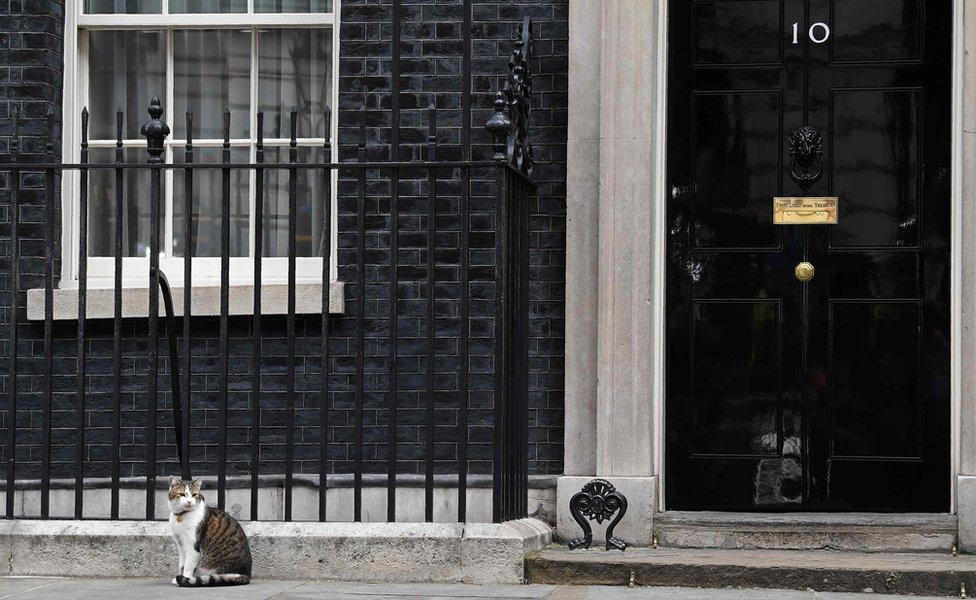 Larry the Downing Street cat