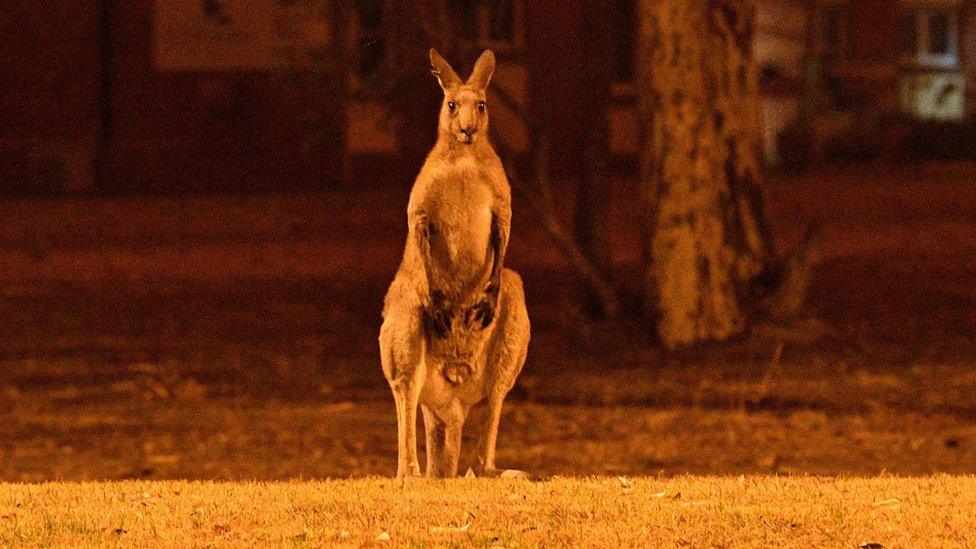 Kangaroo lit by the glow of a bushfire near residential property in Nowra, southern New South Wales