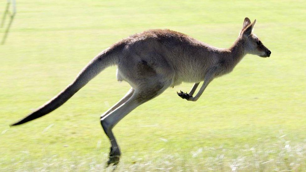 A kangaroo