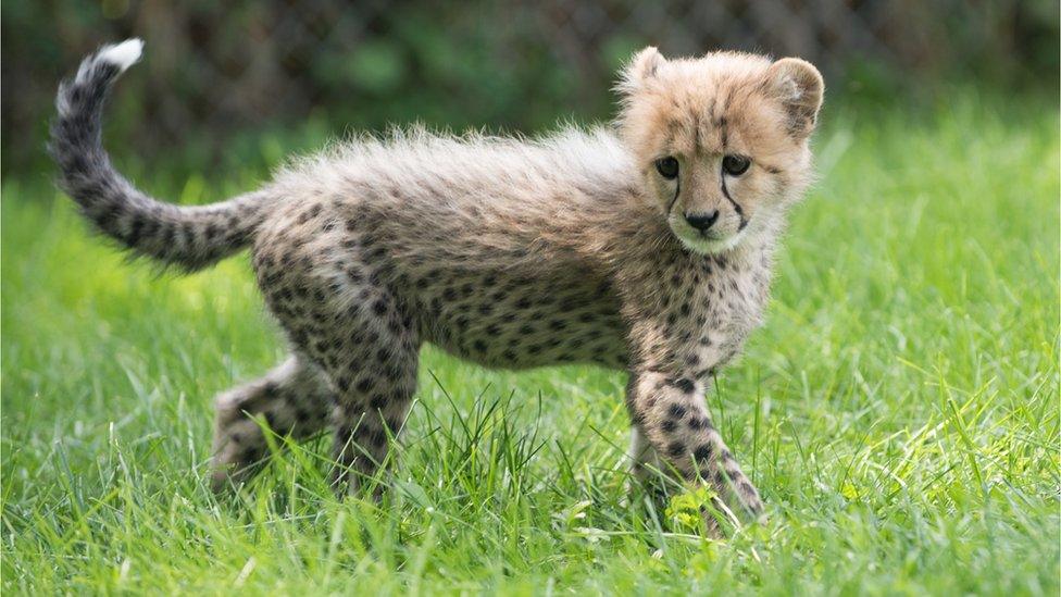 Cheetah cub Emmett