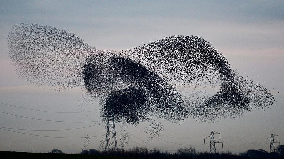 Starlings