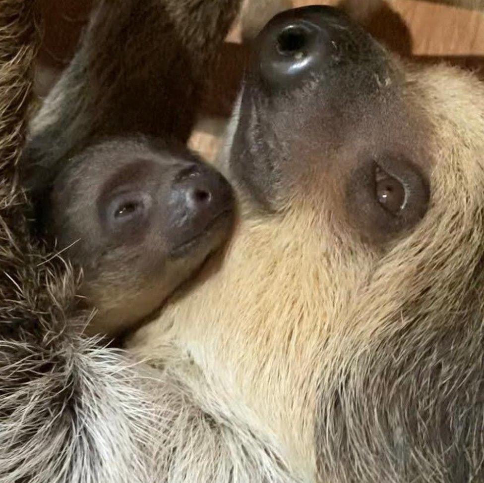 Flo with her sloth