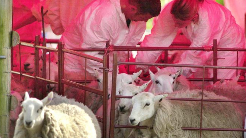 Sheep being tested in the Brecon Beacons in 2001