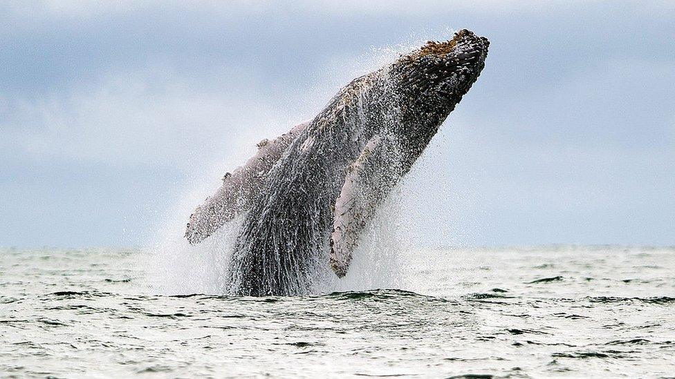 humpback-whale.