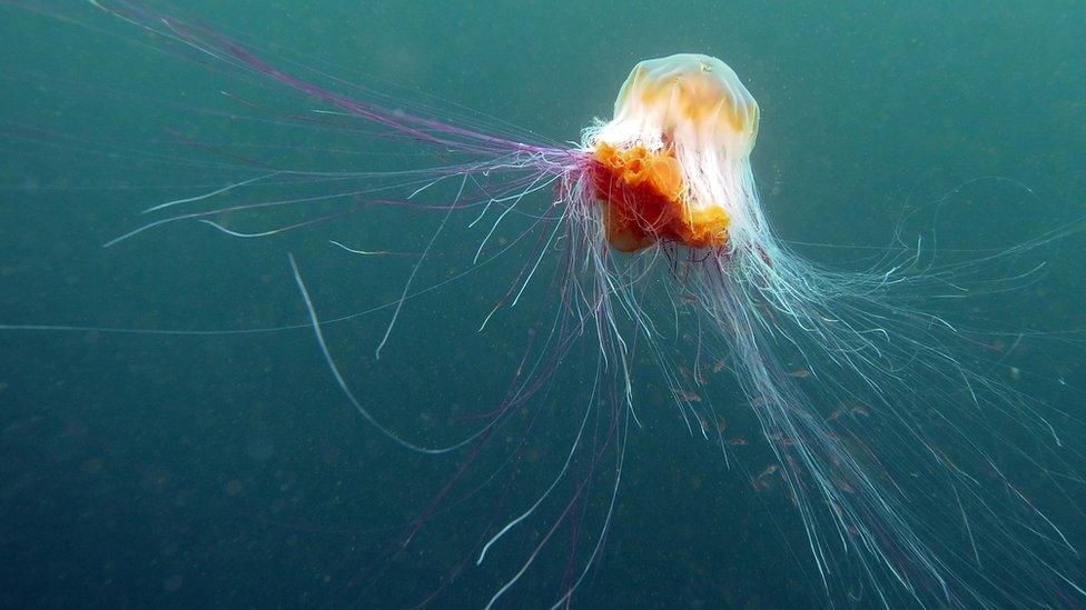 A Lion's Mane jellyfish swims beneath the waters of Inner Farne on June 24, 2011 at the Farne Islands, England.