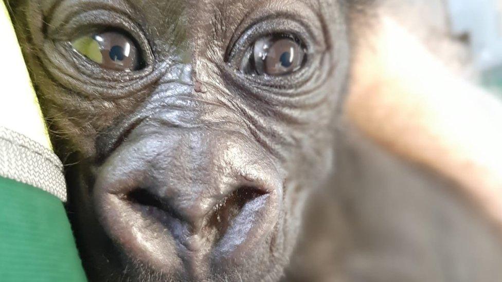 Baby male western lowland gorilla at Bristol Zoo