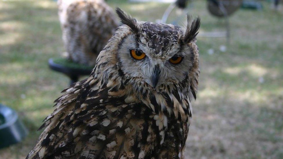 A long-eared owl