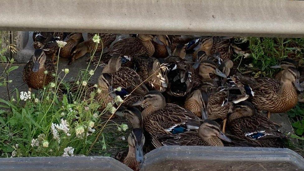 Ducks by the M25