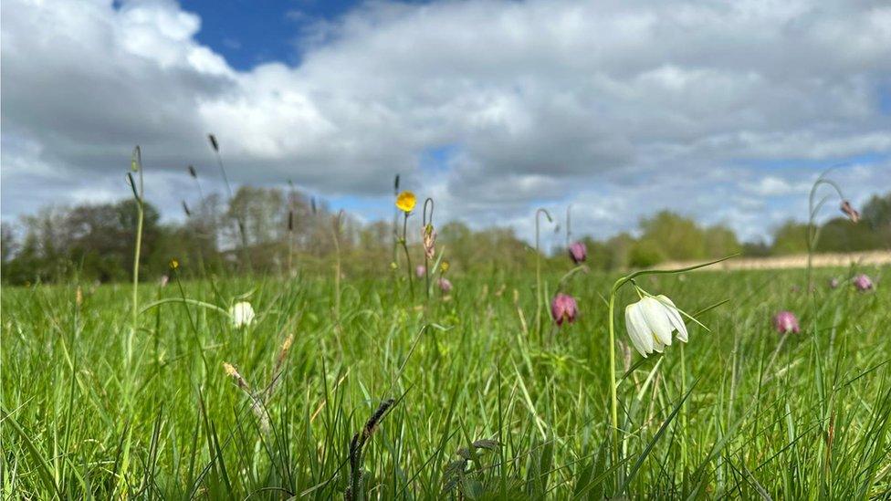 Iffley Meadows 2024