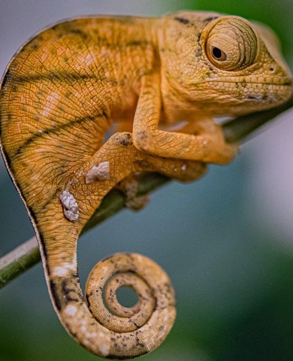 Parson's chameleon at Chester Zoo