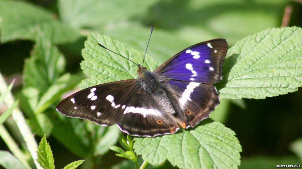 Male Purple Emperor, Fermyn Wood, Northamptonshire, July 2014 Photo: Rupert Perkins