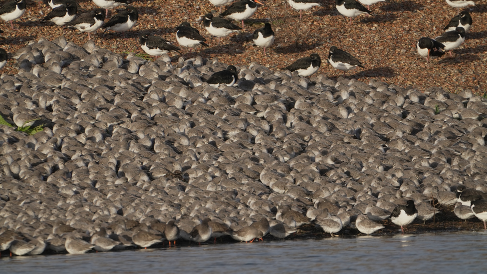 Birds at the RSPB in Snettisham, Norfolk