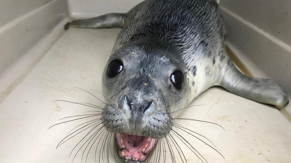 Rescued seal