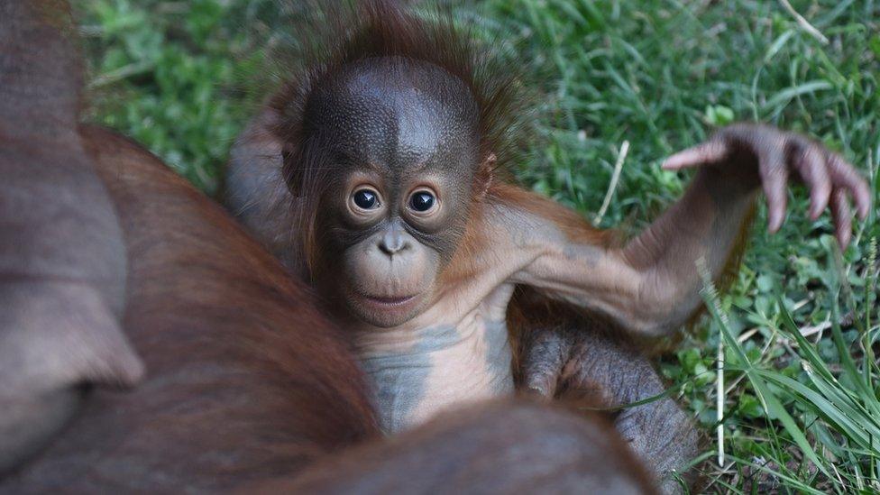 A baby orangutan