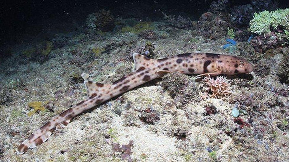 Walking-shark-on-the-sea-bed.