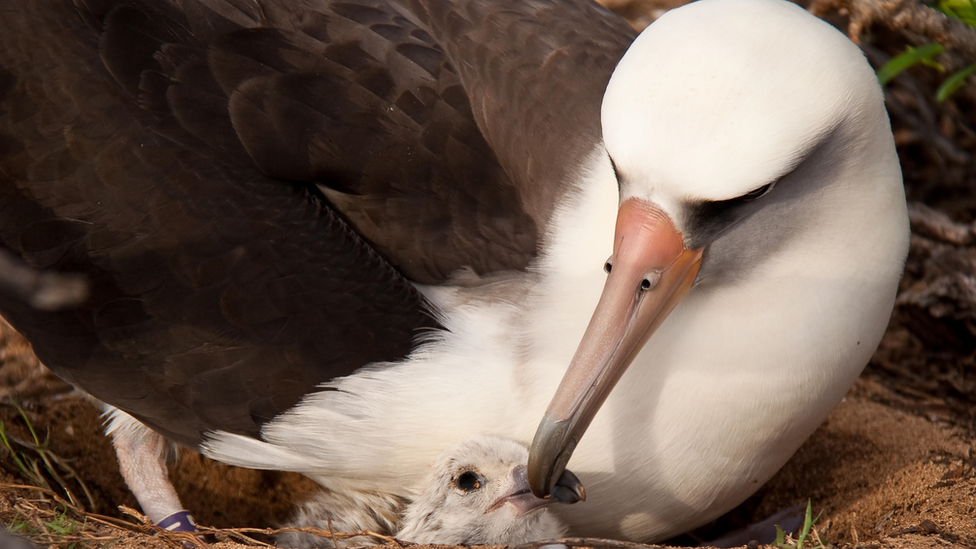 a laysan albatross