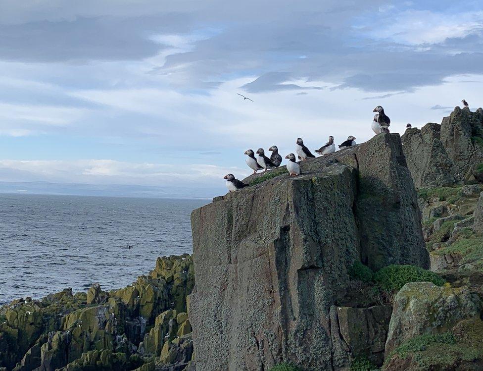 Puffin on the Isle of May