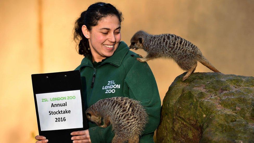 A zoo keeper poses with meerkats