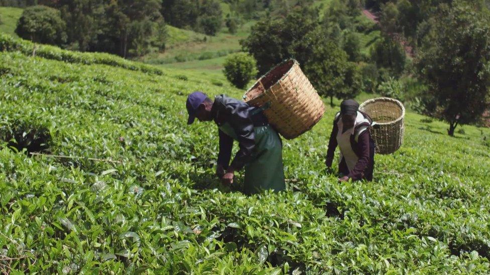 Tea pickers