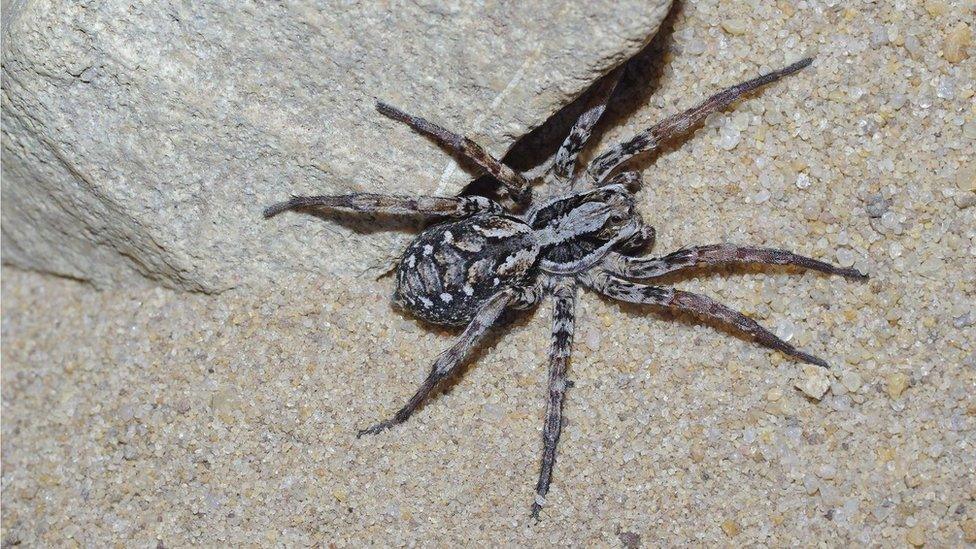 Great Fox Spider sits next to a rock