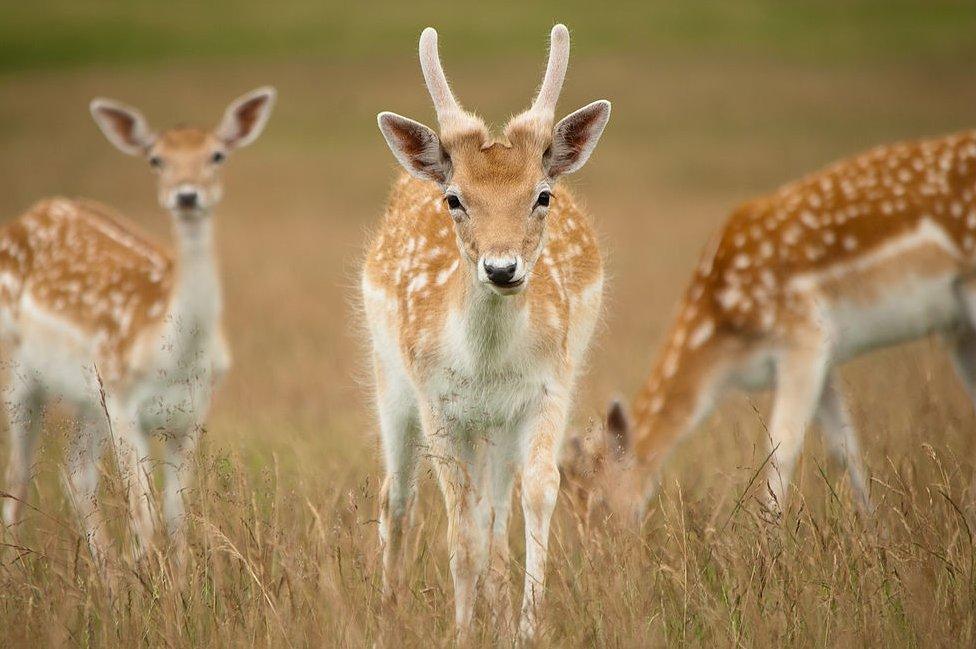 Fallow deer in Richmond Park