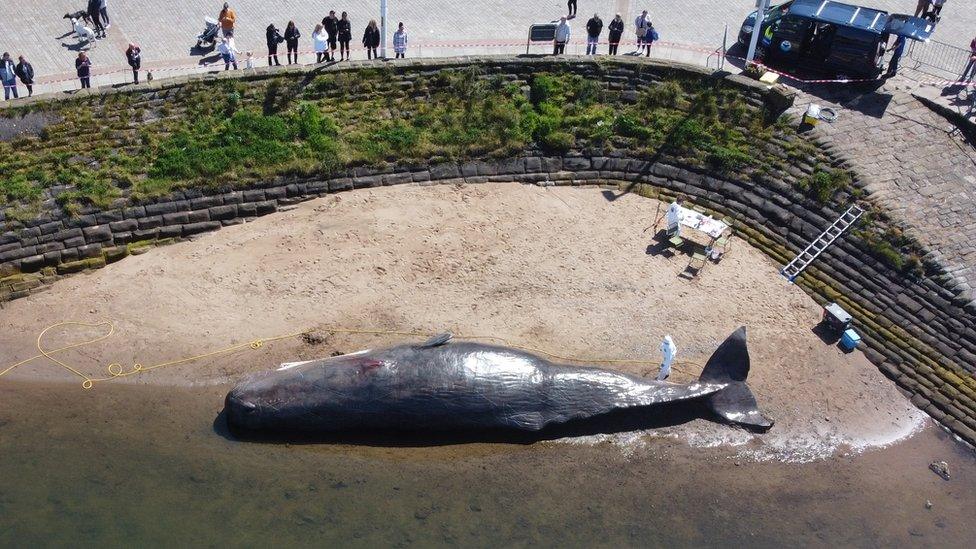 Whale model at Whitehaven Harbour