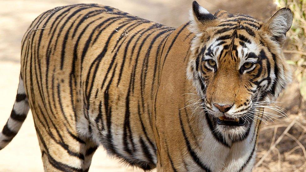 Tiger at Ranthambore reserve