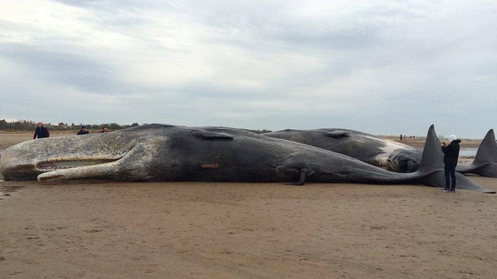 Two dead sperm whales, Skegness