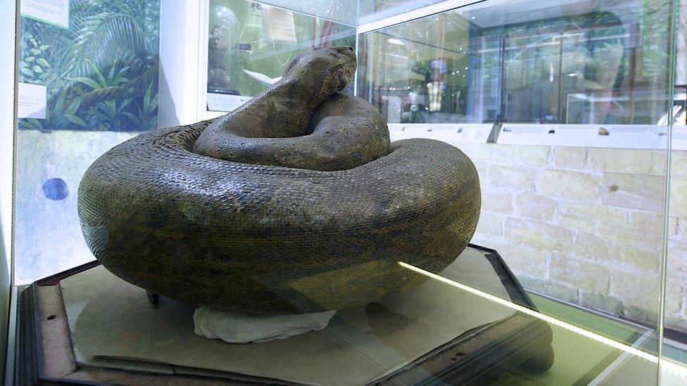 Boa Constrictor on display at Wakefield Museum