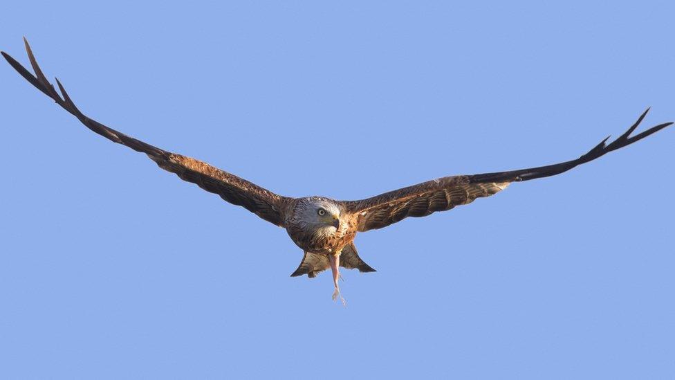 Red kite