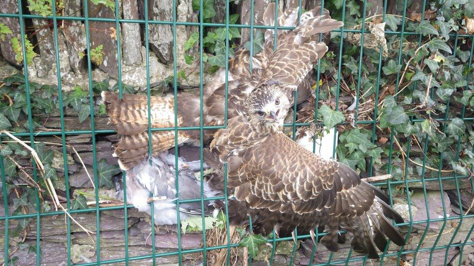 Trapped buzzard