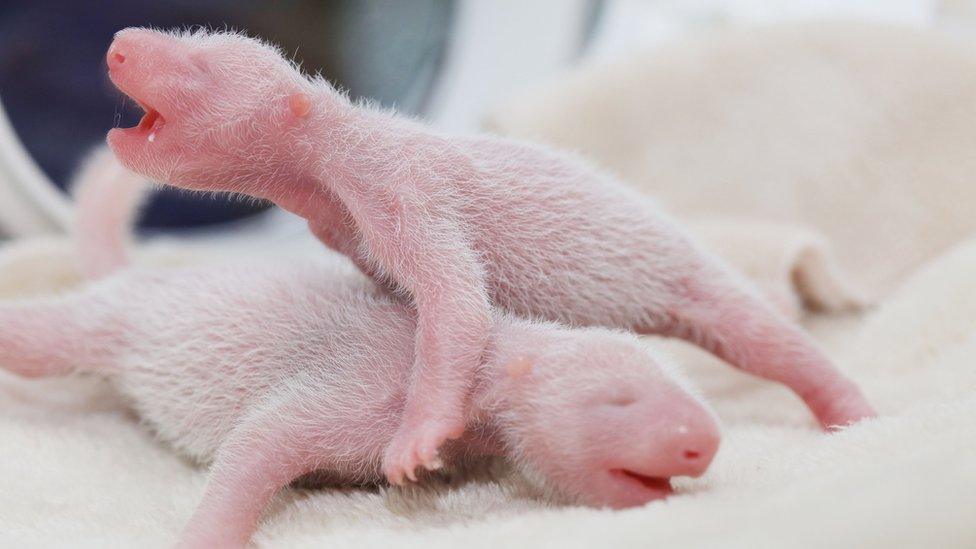 Baby giant panda twins climbing on each other.