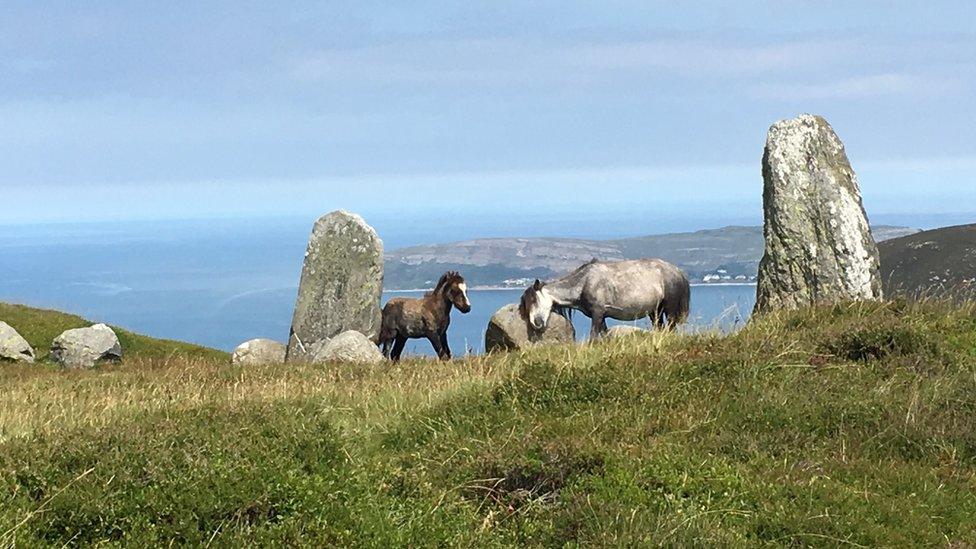 A Carneddau pony and foal at the Druids Circle above Penmaenmawr, Llandudno