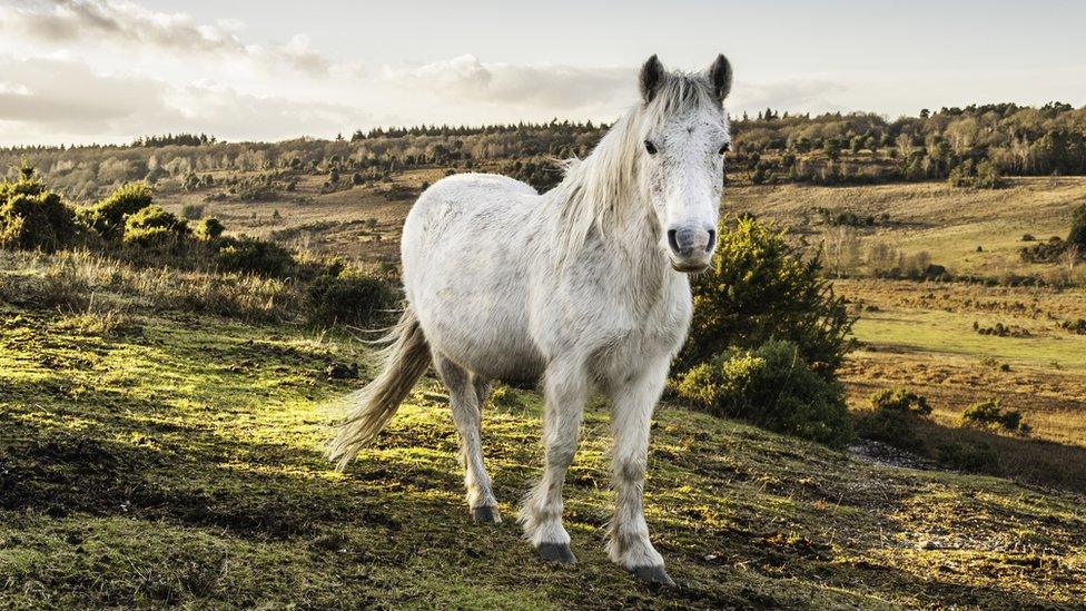 Pony in the New Forest