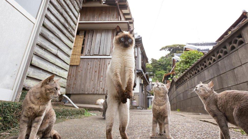 Image of cat stood on hind legs