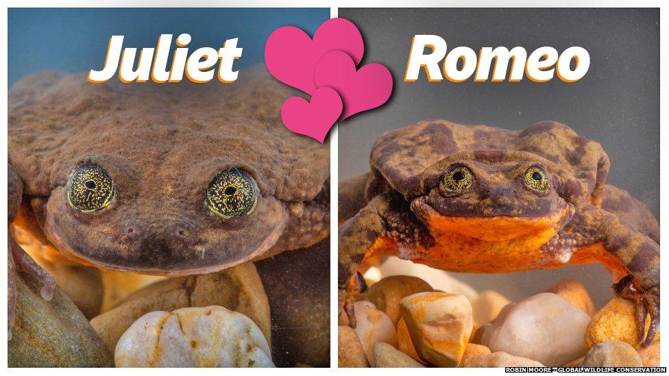 Romeo and Juliet the frogs