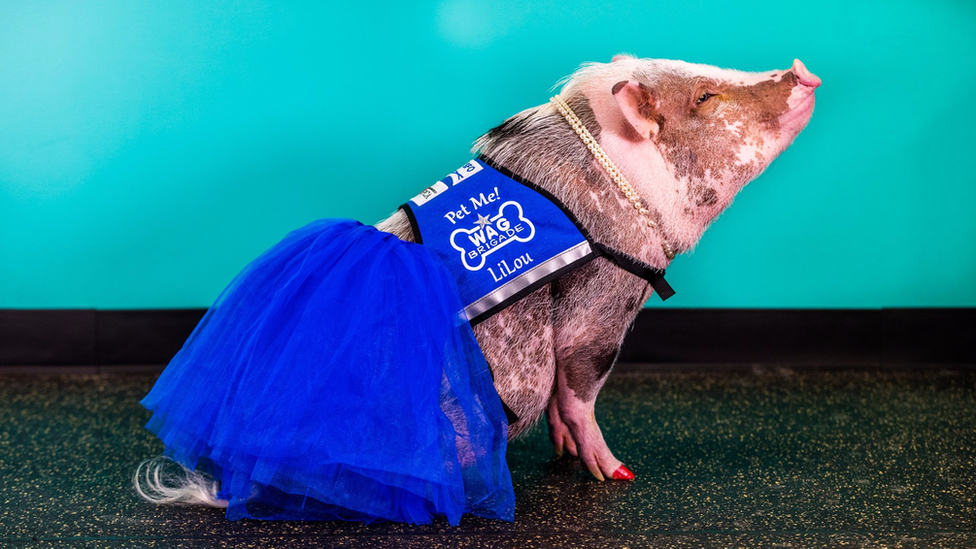 Lilou the airport's therapy pig