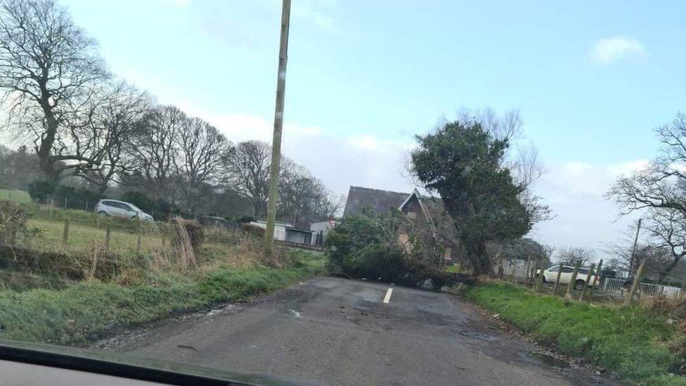 A tree blocking the road in Bellarena