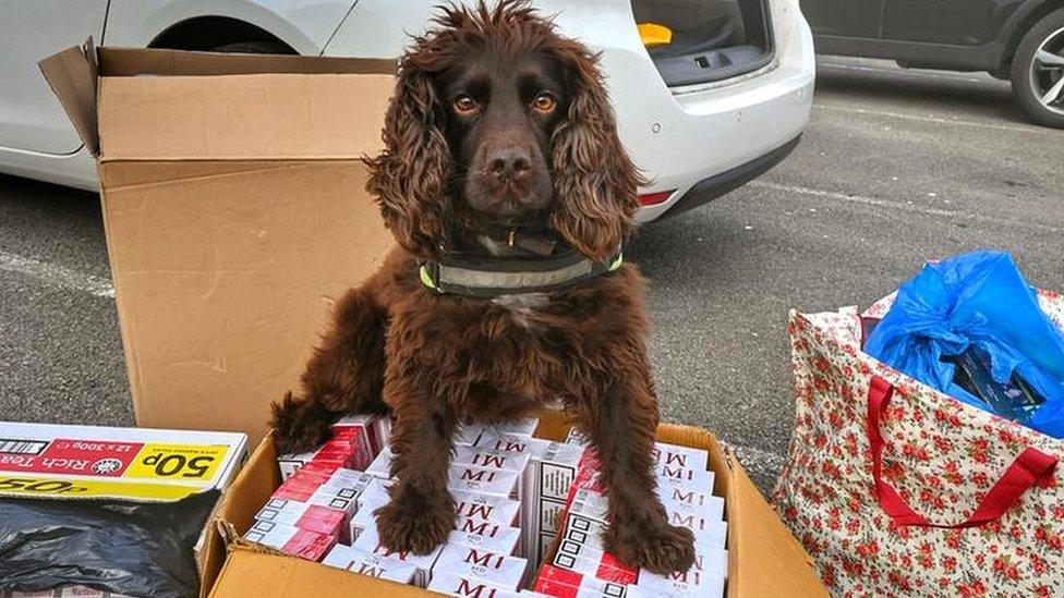 Dog standing on boxes of illegal cigarettes