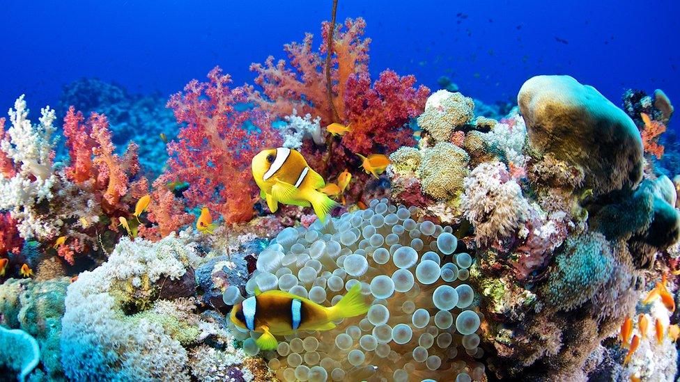 Healthy coral reef