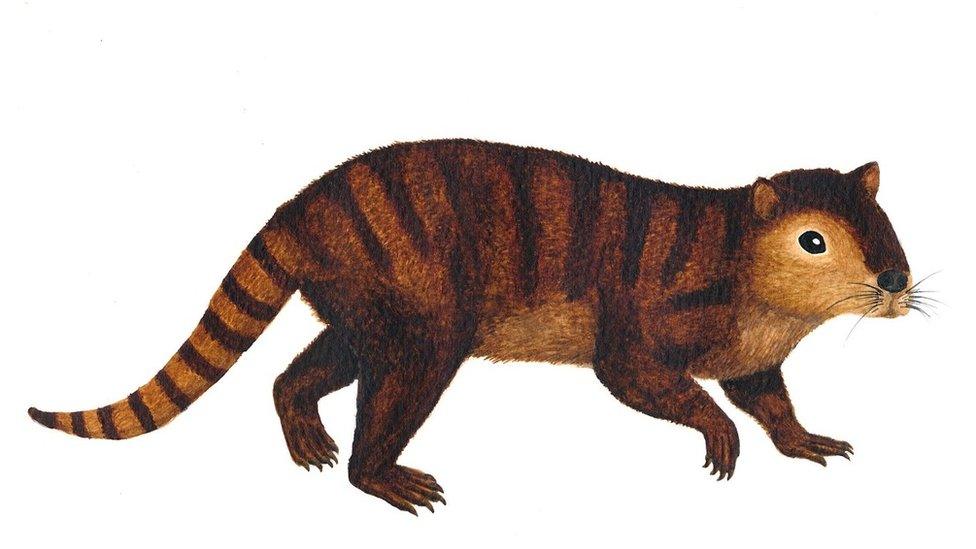 Artist's impression of Kimbetopsalis simmonsae (c) Sarah Shelley