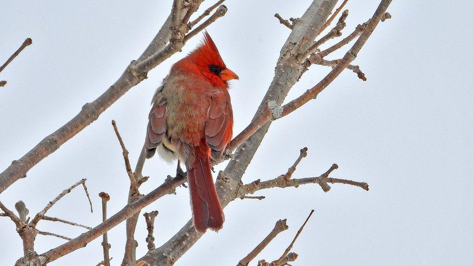 Northern cardinal