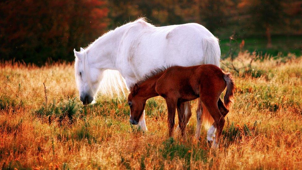 The area is home to wild Carneddau mountain ponies, who often stray on to the pass