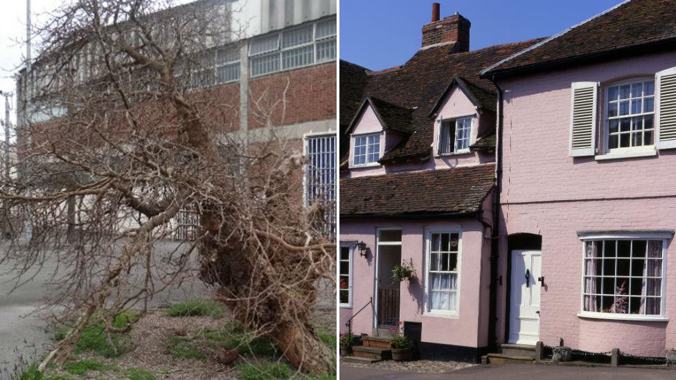 Composite image of mulberry tree and pink house