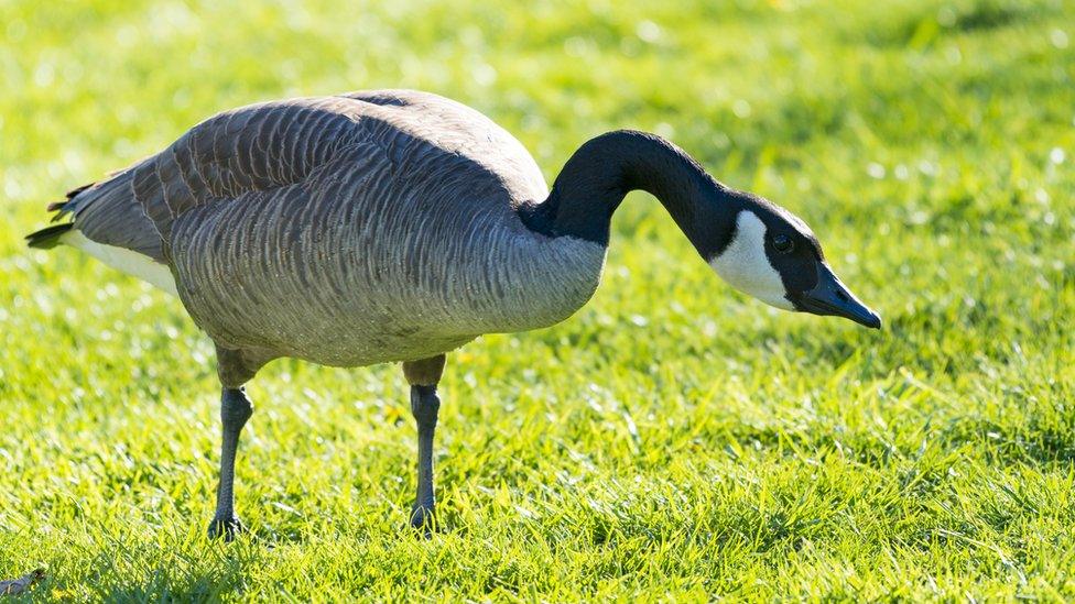 File image of a Canada Goose