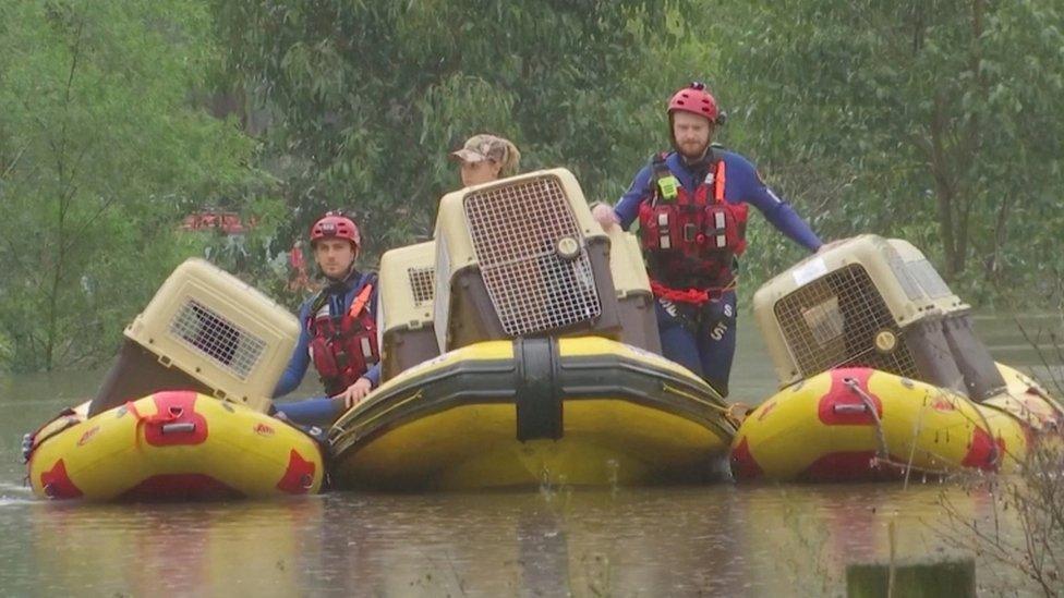 Around 20 dogs were rescued by boat from a Sydney suburb